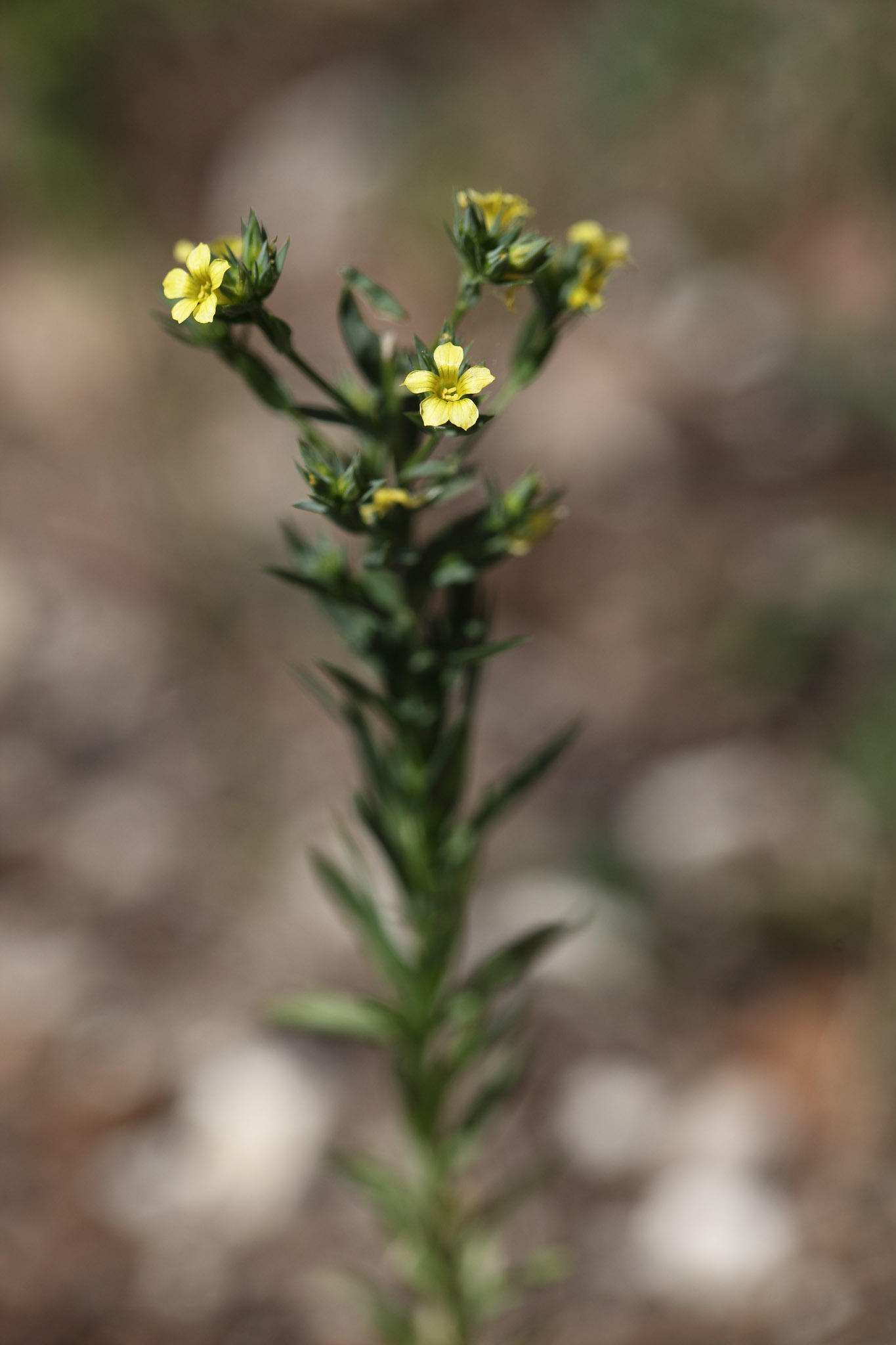 Linum strictum