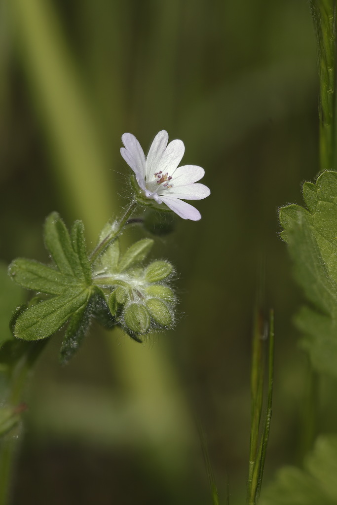 Geranium molle