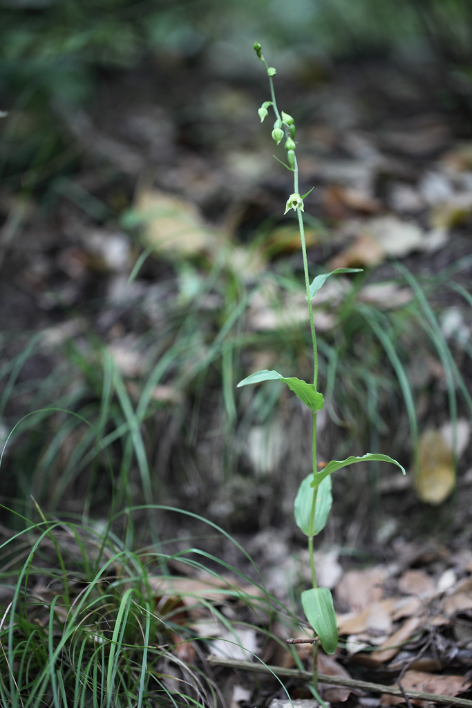 Epipactis da determinare