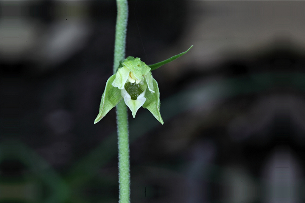 Epipactis da determinare