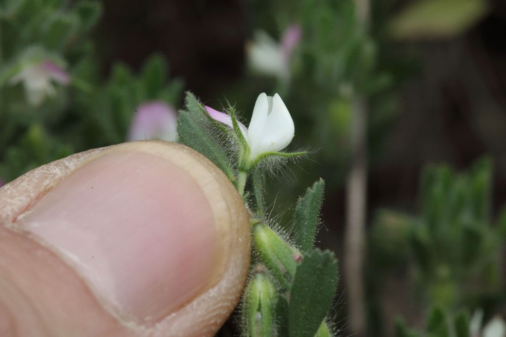Ononis reclinata / Ononide reclinata