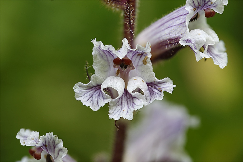 Orobanche crenata / Succiamele delle fave