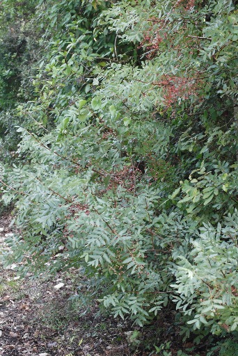 Pistacia terebinthus L. (Anacardiaceae)