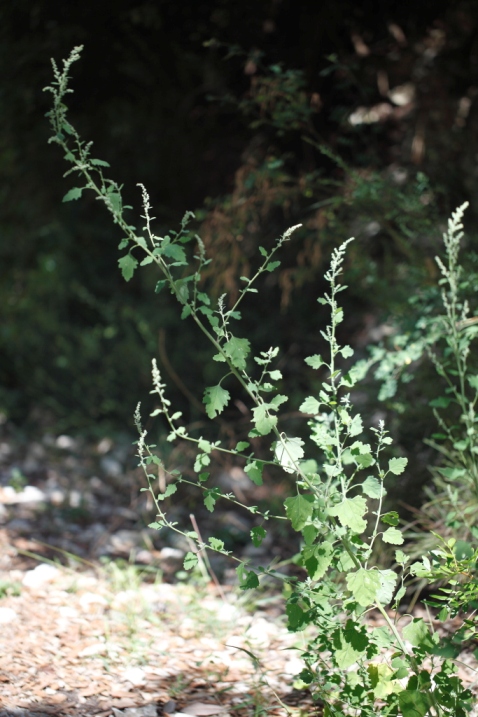 Chenopodium opulifolium / Farinello con foglie di viburno