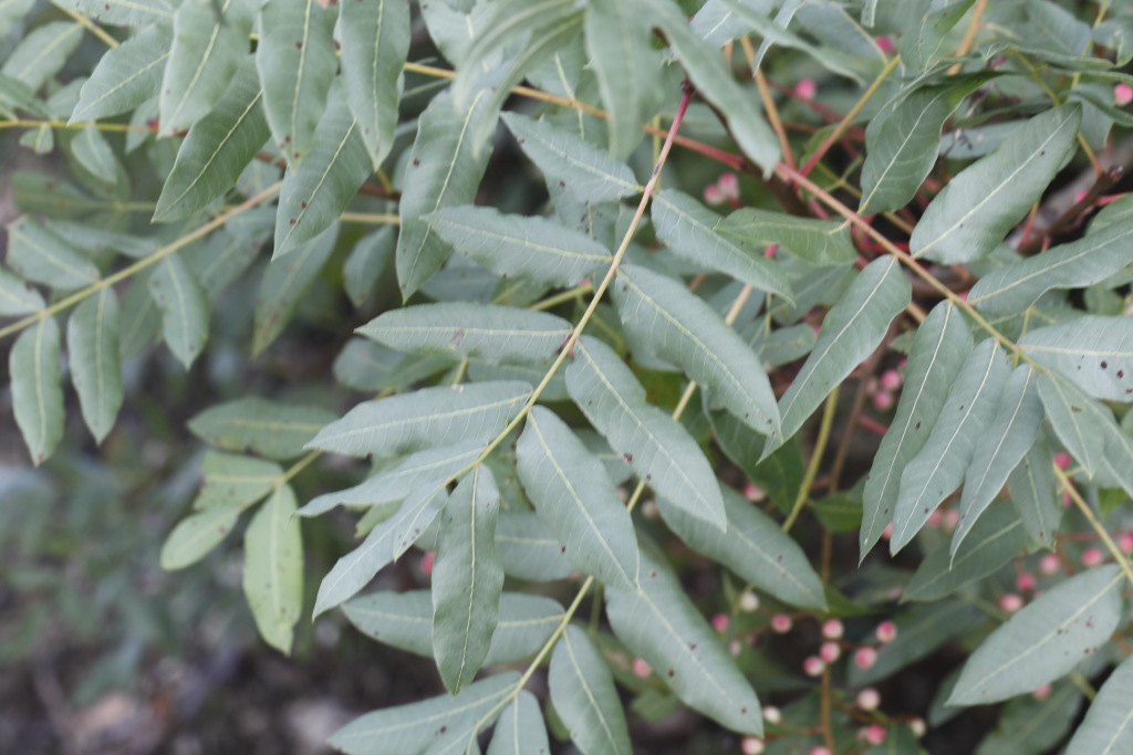 Pistacia terebinthus L. (Anacardiaceae)