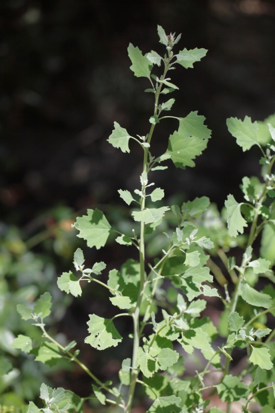Chenopodium opulifolium / Farinello con foglie di viburno