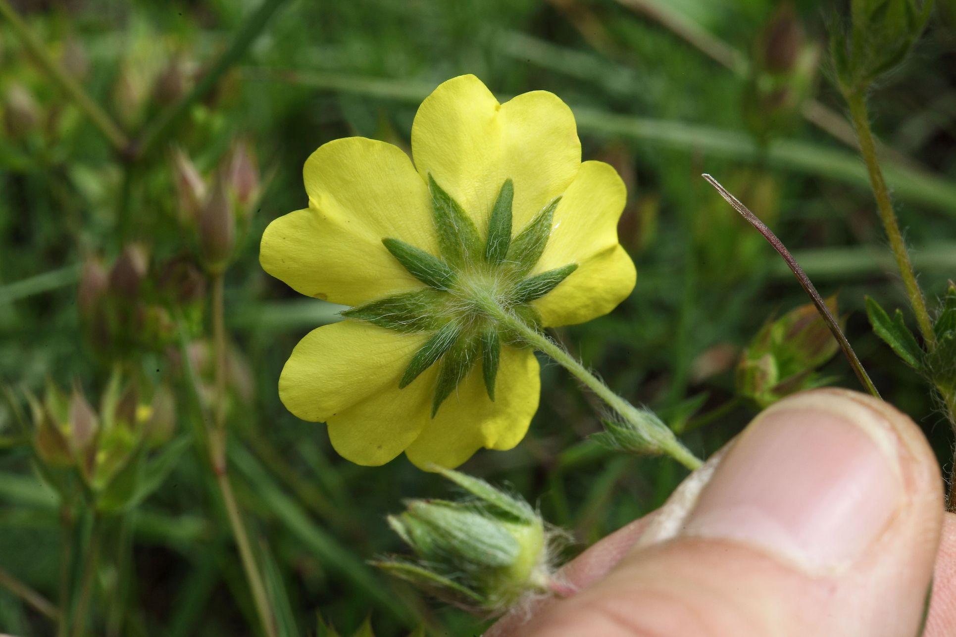 Potentilla ??