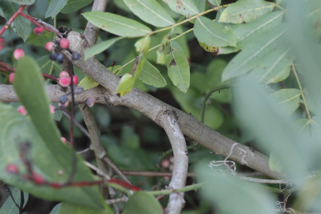 Pistacia terebinthus L. (Anacardiaceae)