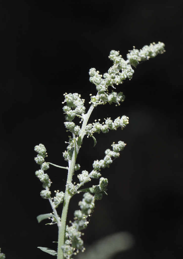 Chenopodium opulifolium / Farinello con foglie di viburno