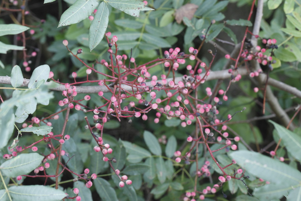 Pistacia terebinthus L. (Anacardiaceae)