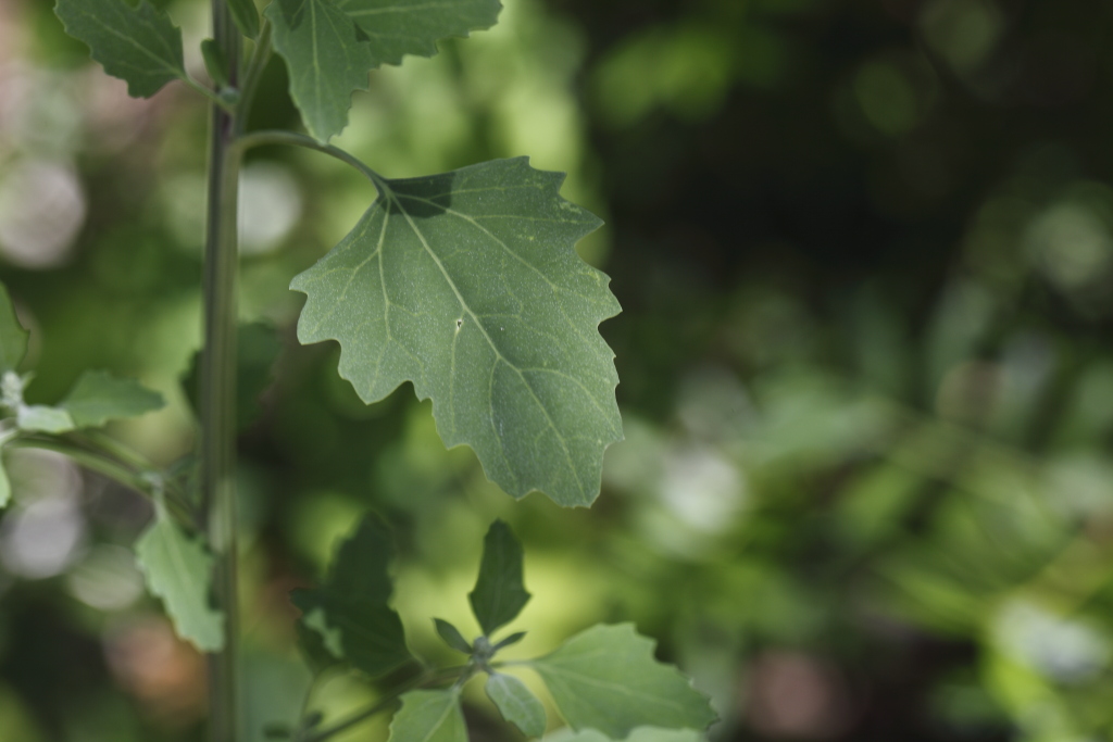 Chenopodium opulifolium / Farinello con foglie di viburno
