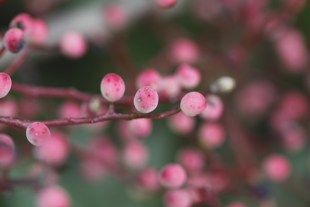 Pistacia terebinthus L. (Anacardiaceae)