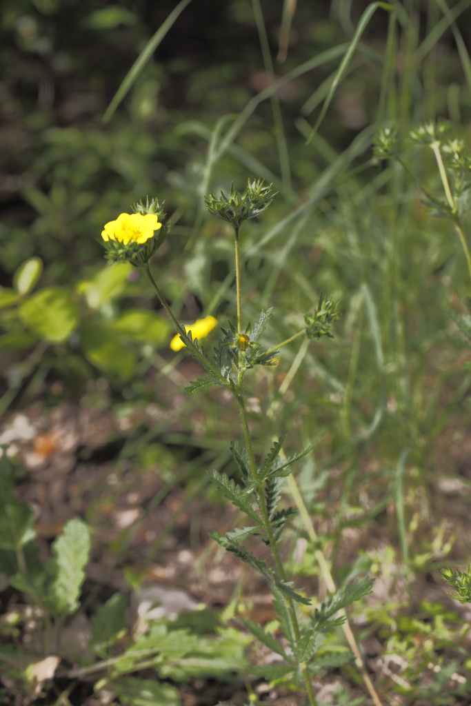 Potentilla sp. (Rosaceae)
