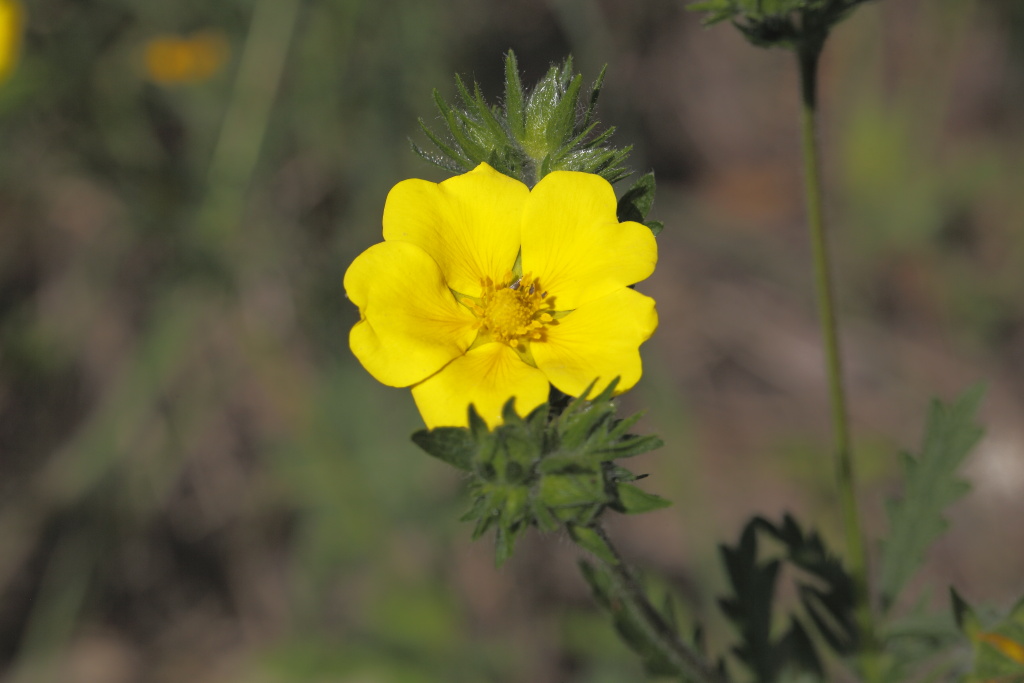 Potentilla sp. (Rosaceae)