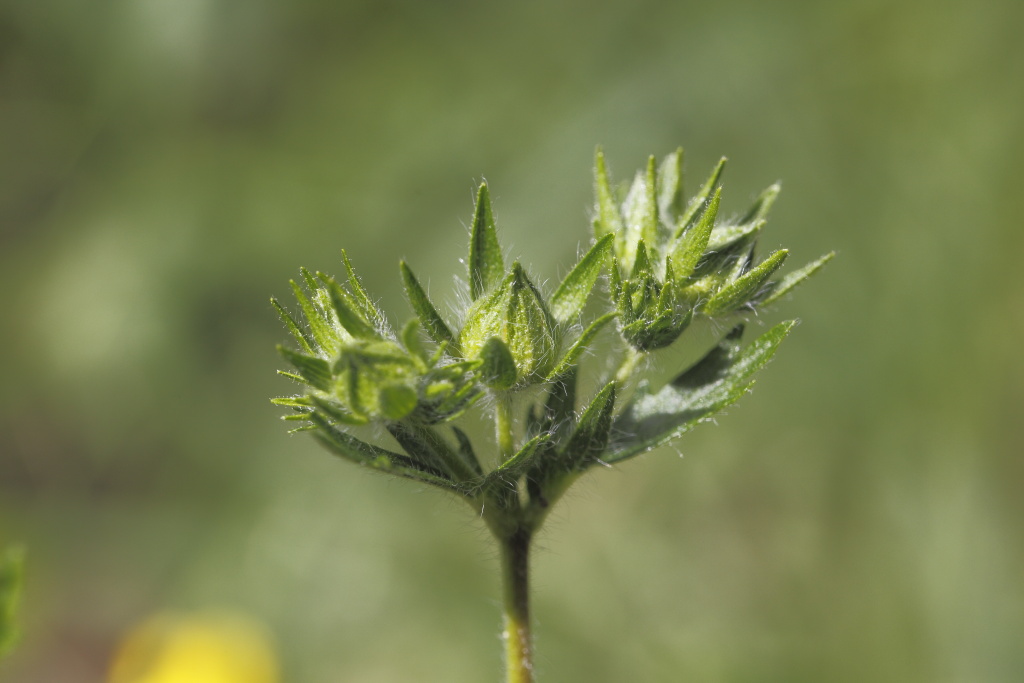 Potentilla sp. (Rosaceae)