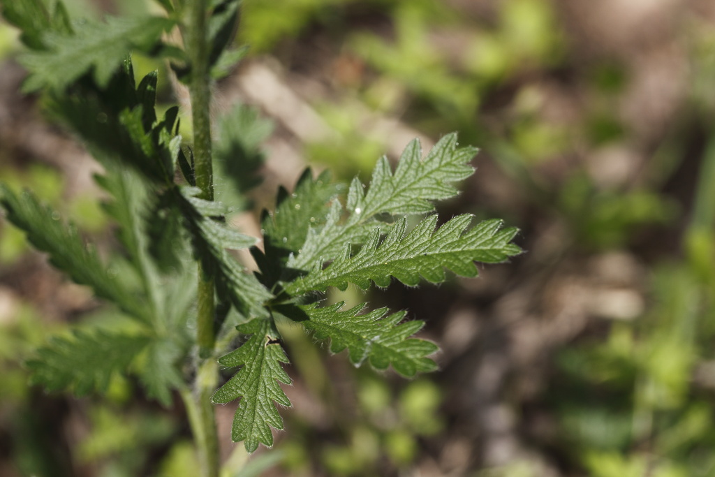 Potentilla sp. (Rosaceae)
