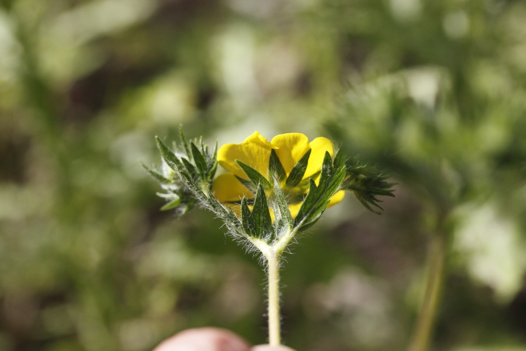 Potentilla sp. (Rosaceae)