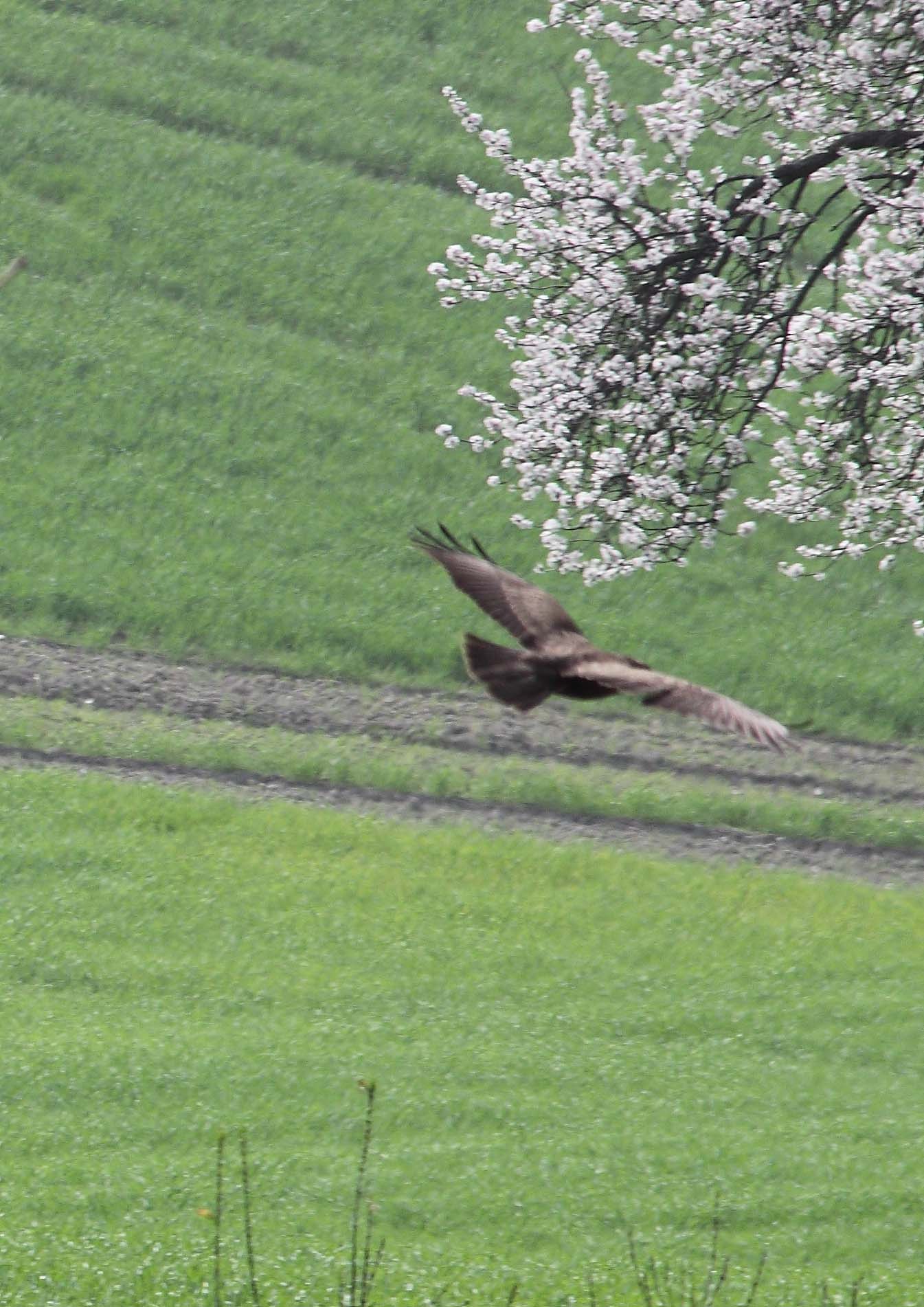 Rapace ..