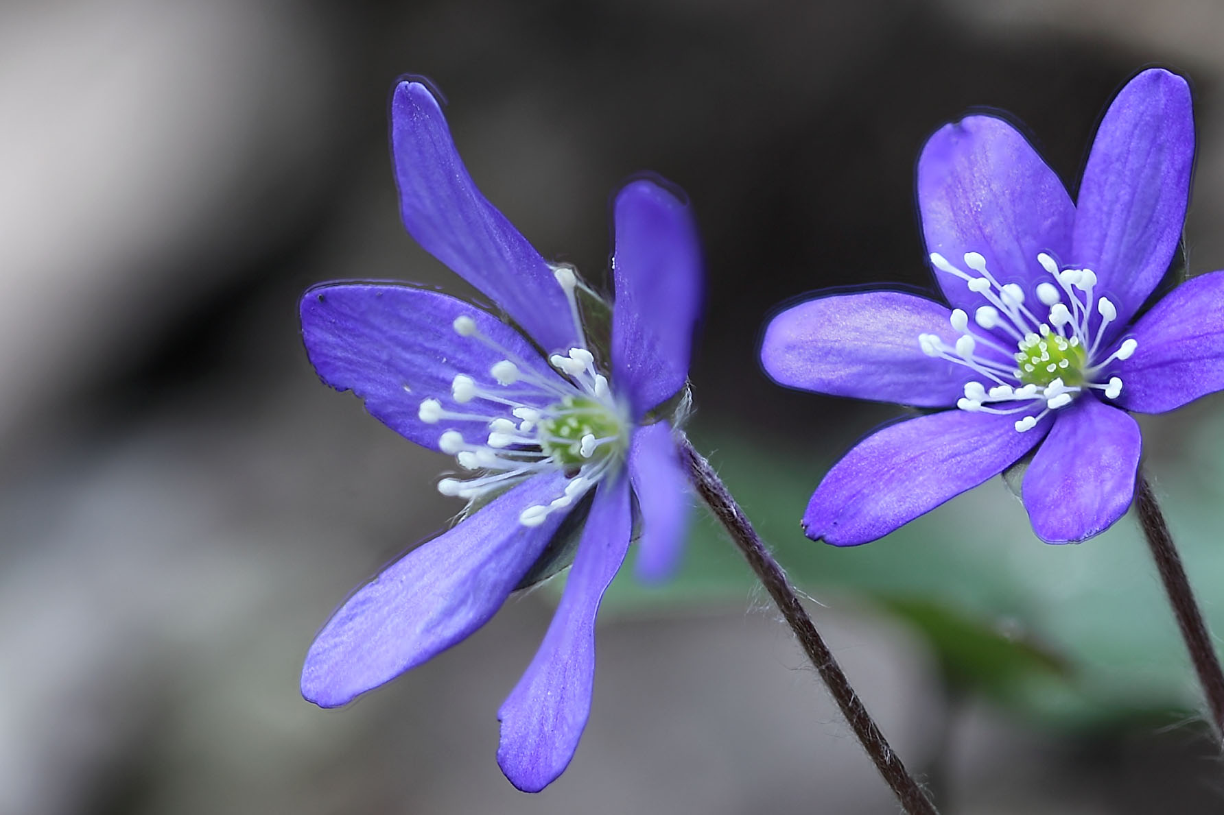 Grazie Focus stacking