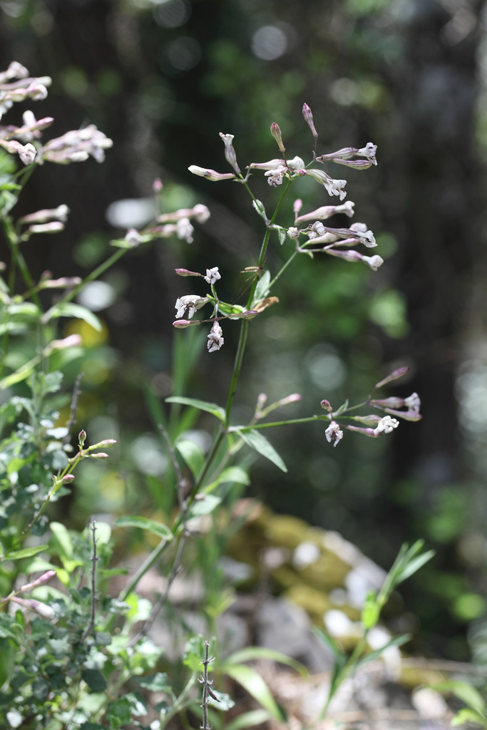 Silene italica / Silene italiana