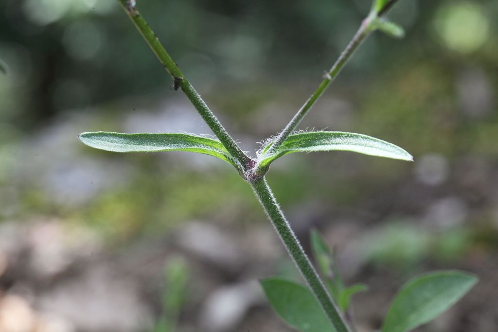 Silene italica / Silene italiana