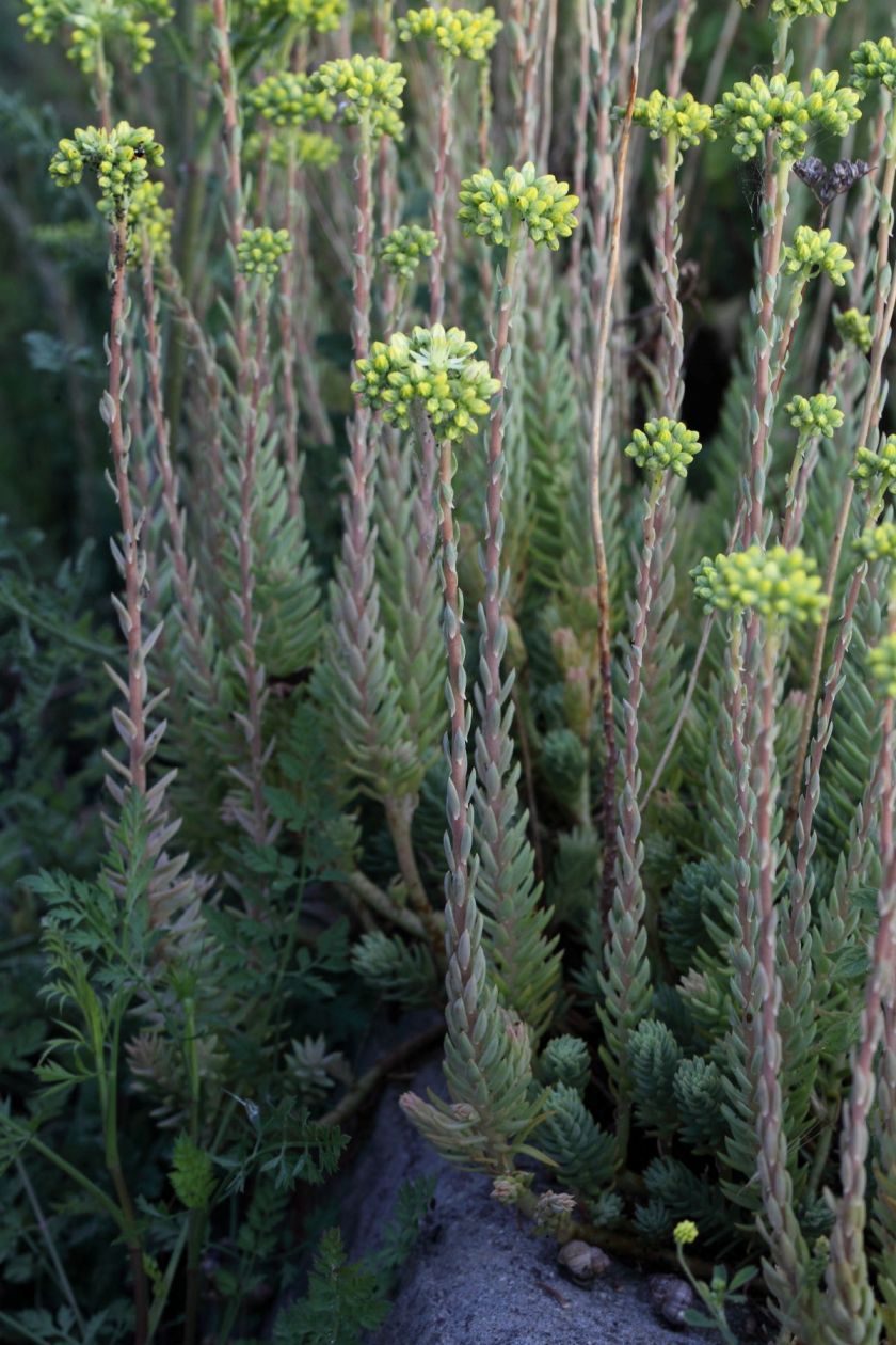 Petrosedum ochroleucum ssp.mediterraneum (=Sedum) / Borracina mediterranea