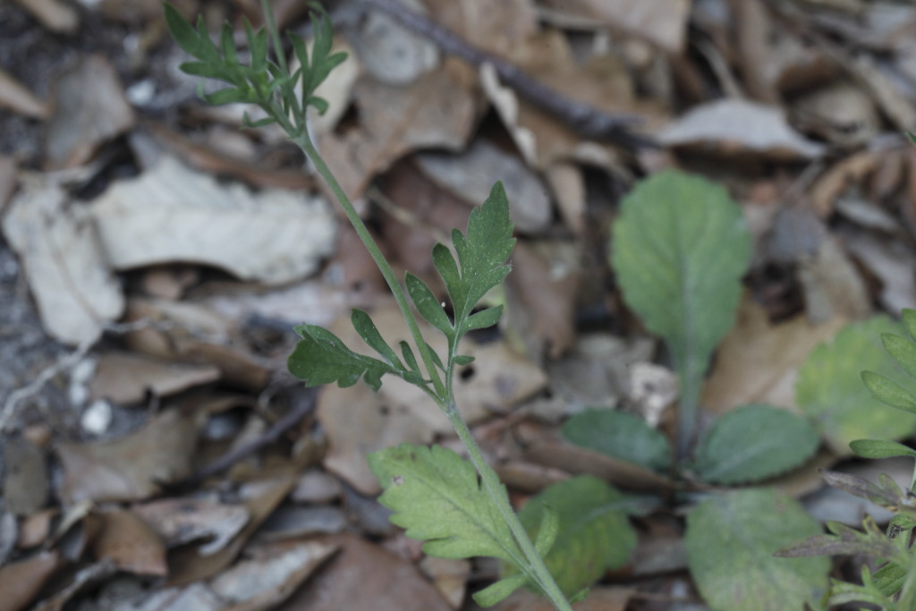 Scabiosa uniseta / Vedovina meridionale