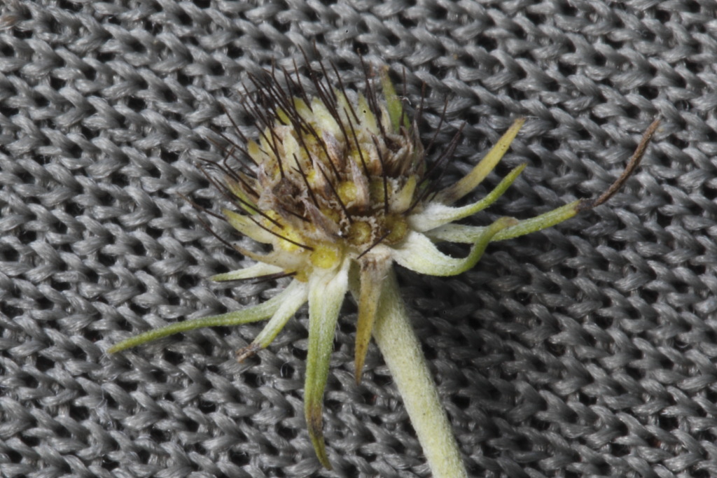 Scabiosa uniseta / Vedovina meridionale