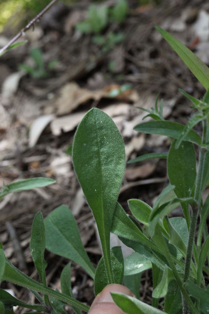 Silene italica / Silene italiana