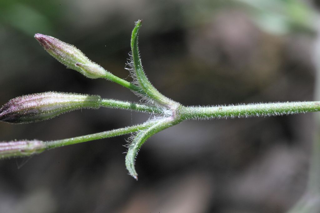 Silene italica / Silene italiana
