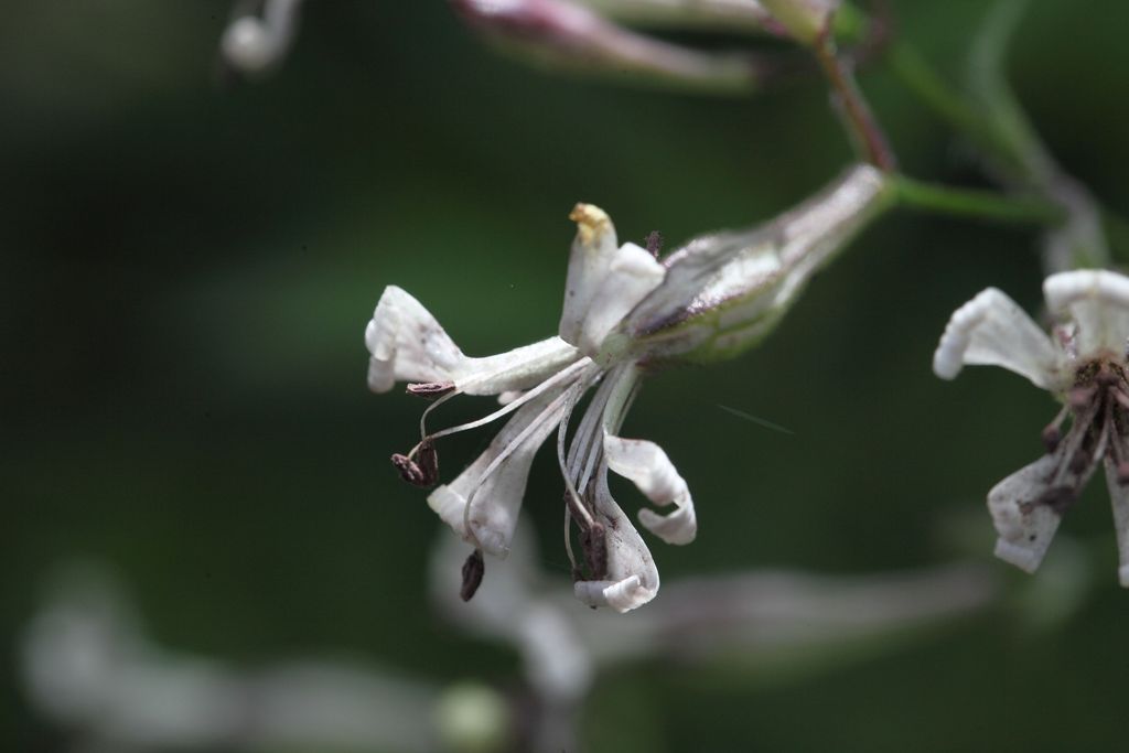 Silene italica / Silene italiana
