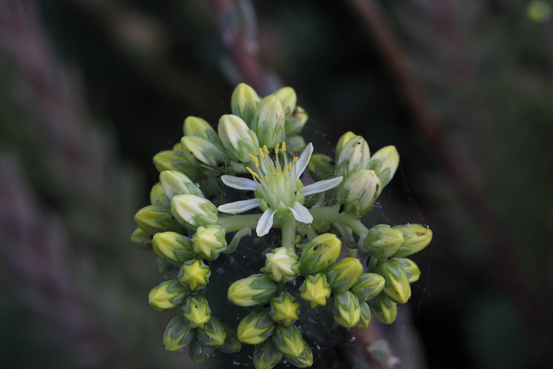 Petrosedum ochroleucum ssp.mediterraneum (=Sedum) / Borracina mediterranea