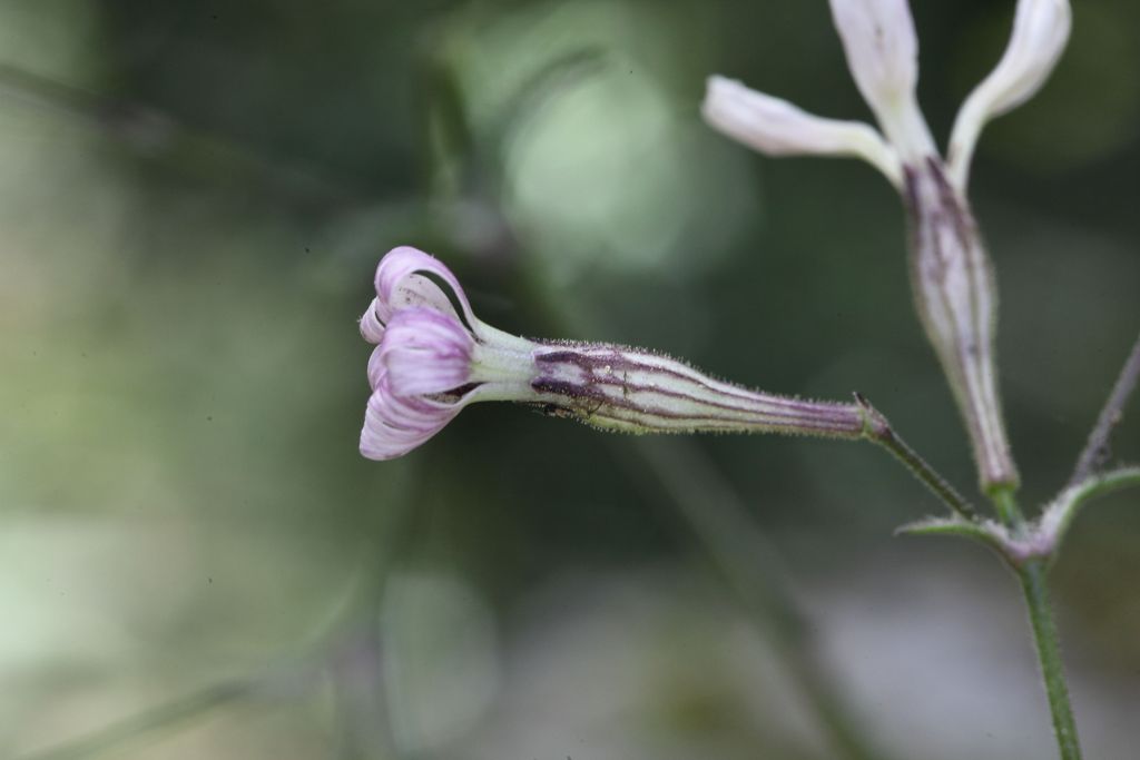 Silene italica / Silene italiana