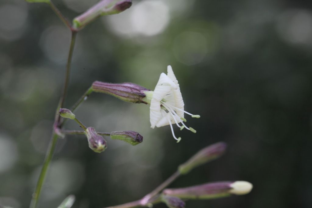 Silene italica / Silene italiana