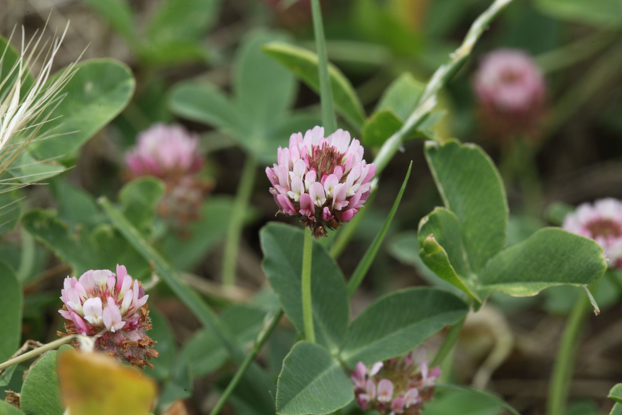 Trifolium fragiferum