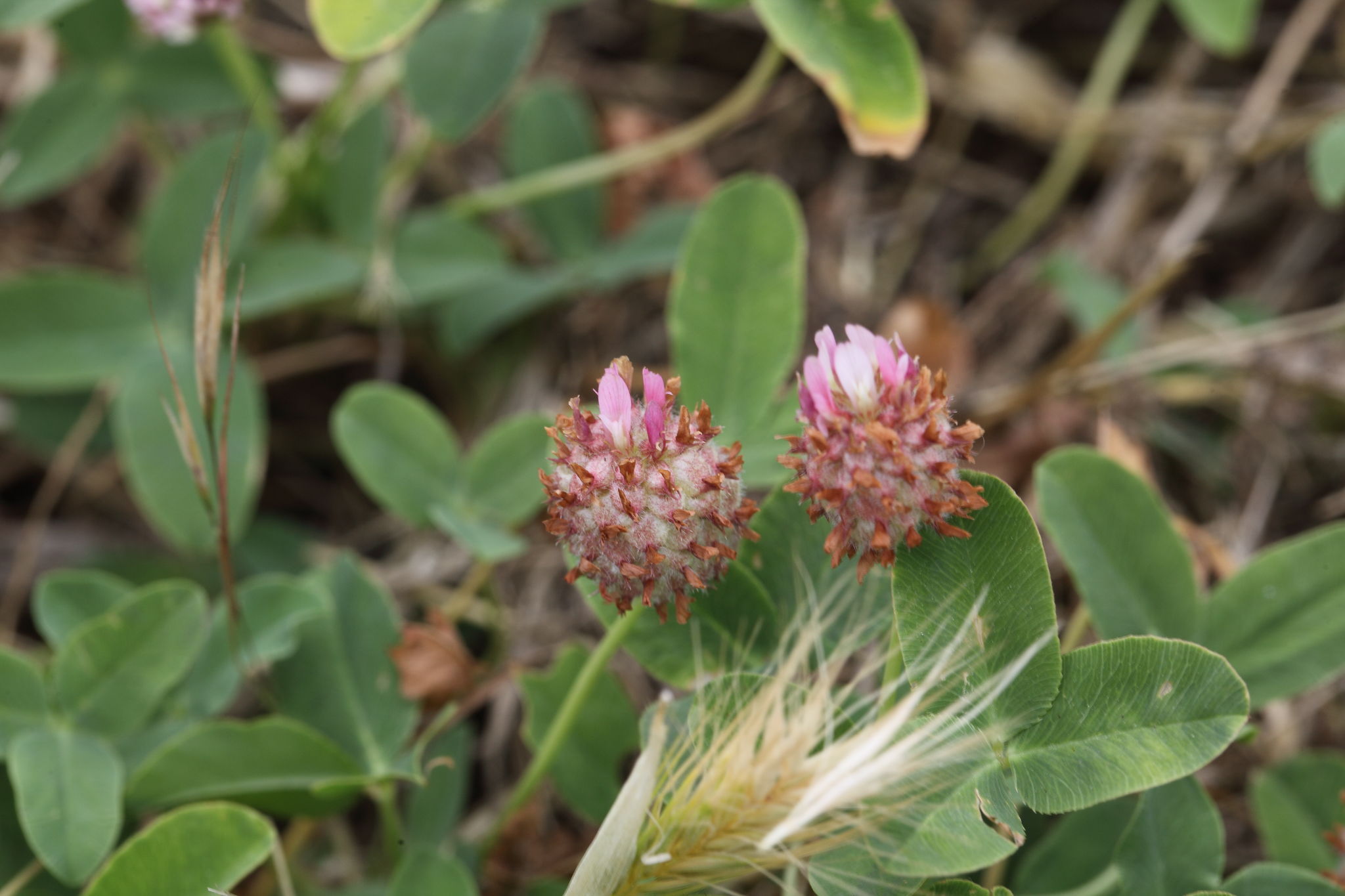 Trifolium fragiferum