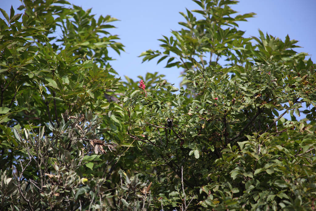 Pistacia terebinthus