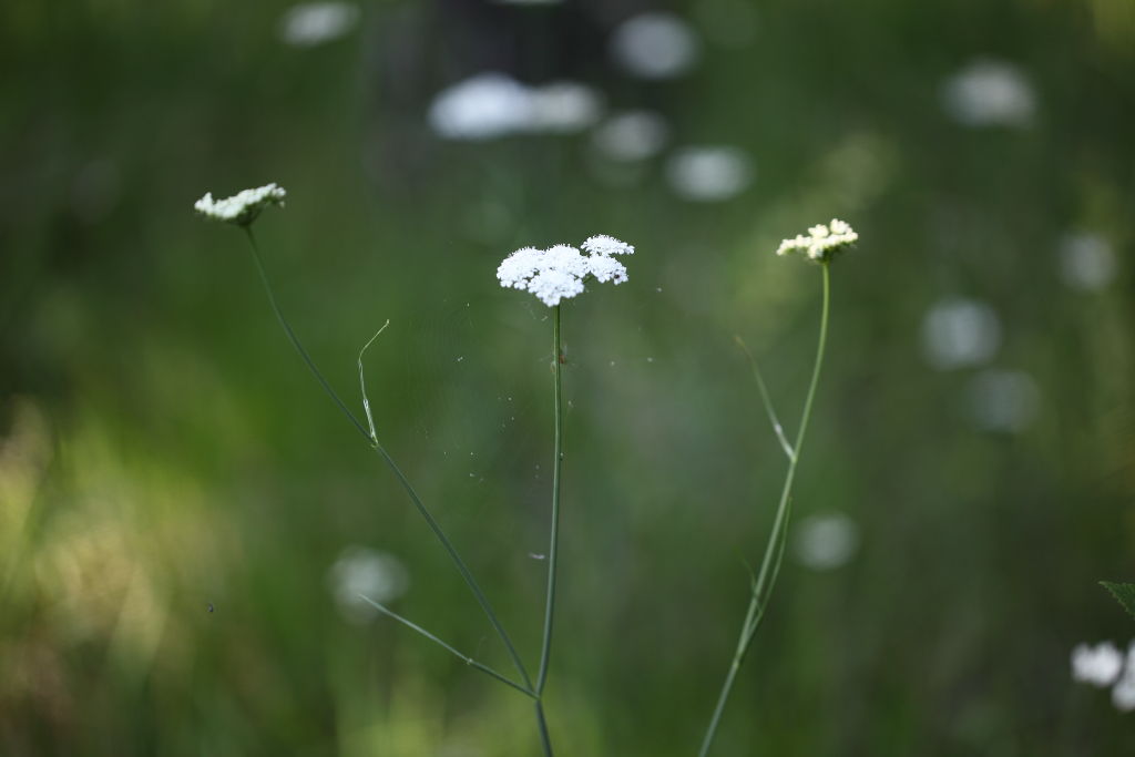 Oenanthe silaifolia / Finocchio acquatico a foglie strette