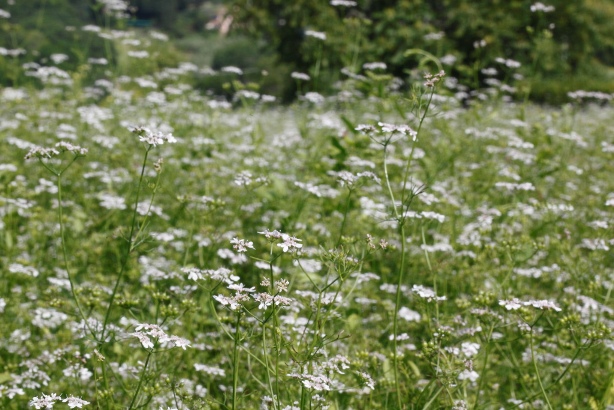 Coriandrum sativum / Coriandolo comune