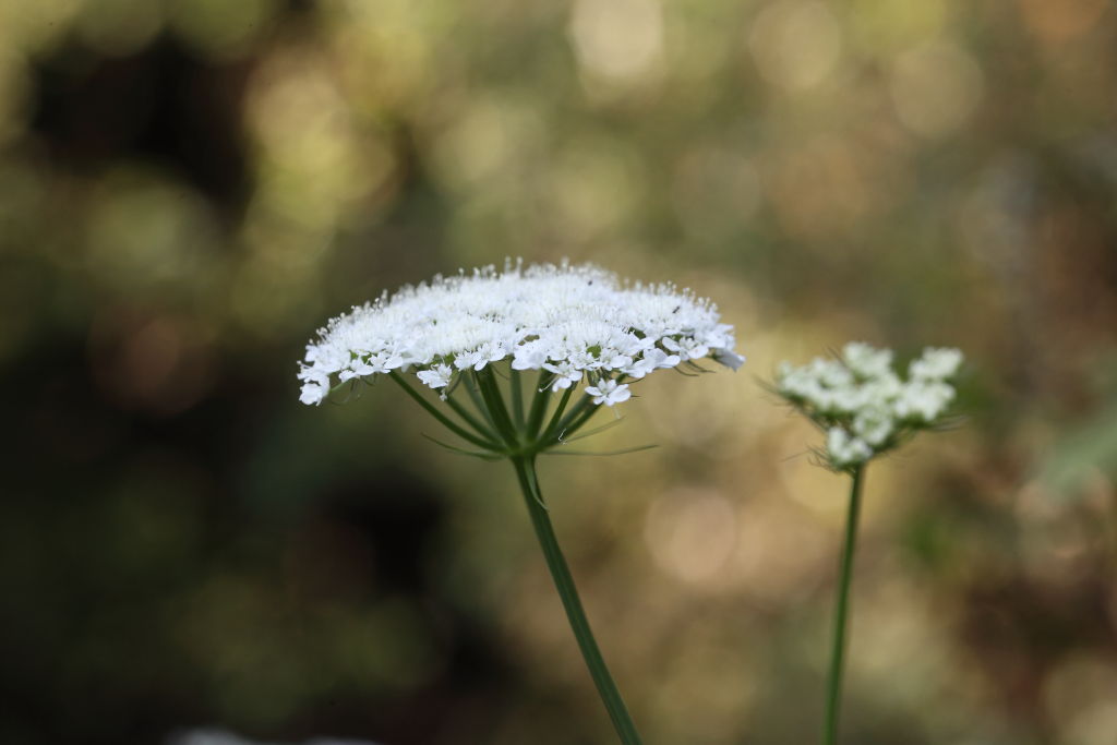 Oenanthe silaifolia / Finocchio acquatico a foglie strette