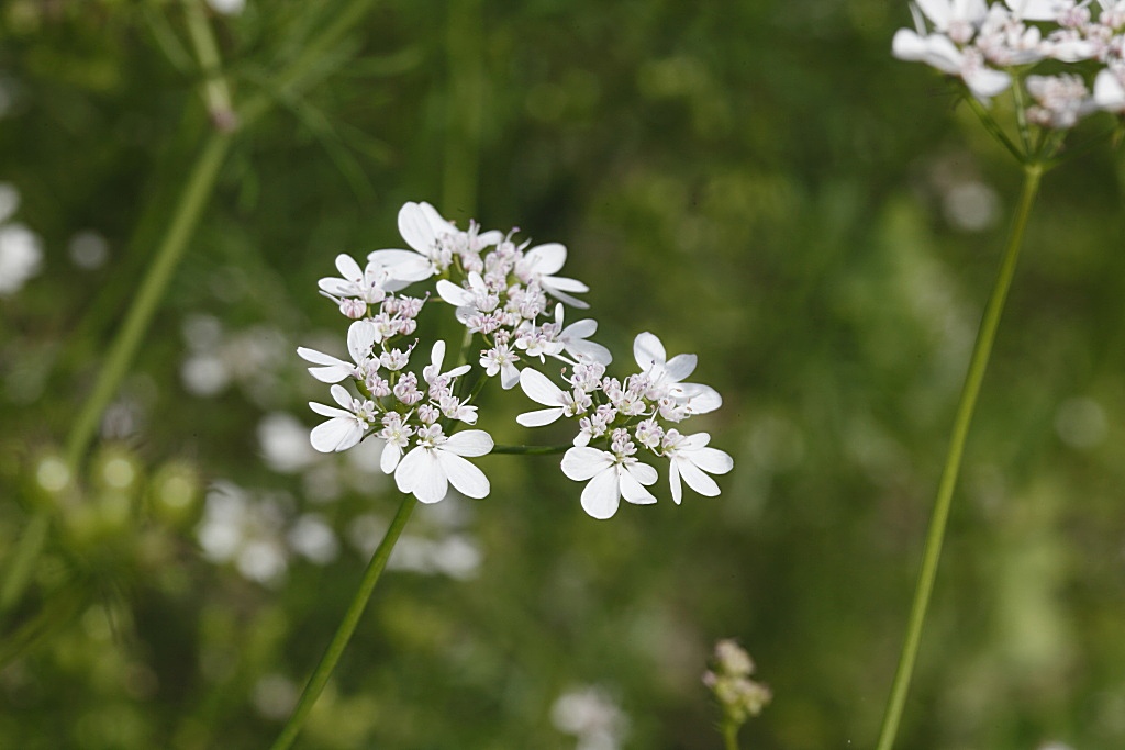 Coriandrum sativum / Coriandolo comune