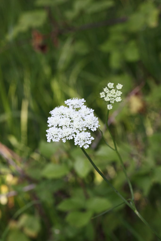 Oenanthe silaifolia / Finocchio acquatico a foglie strette