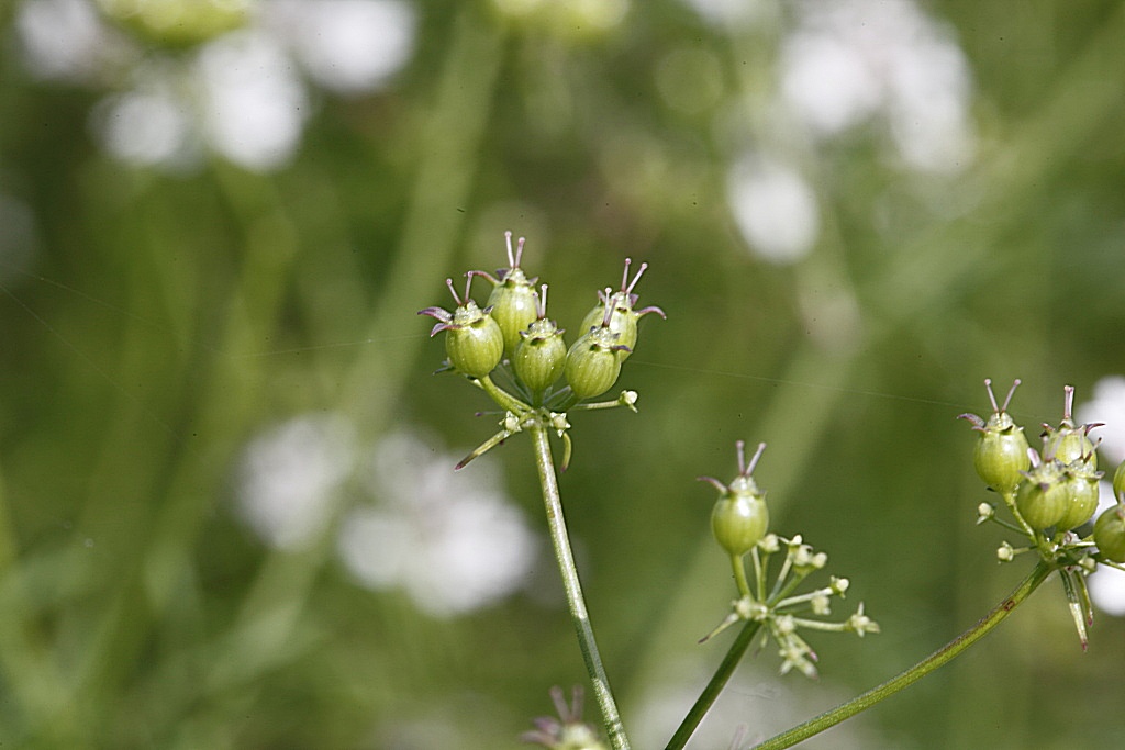 Coriandrum sativum / Coriandolo comune