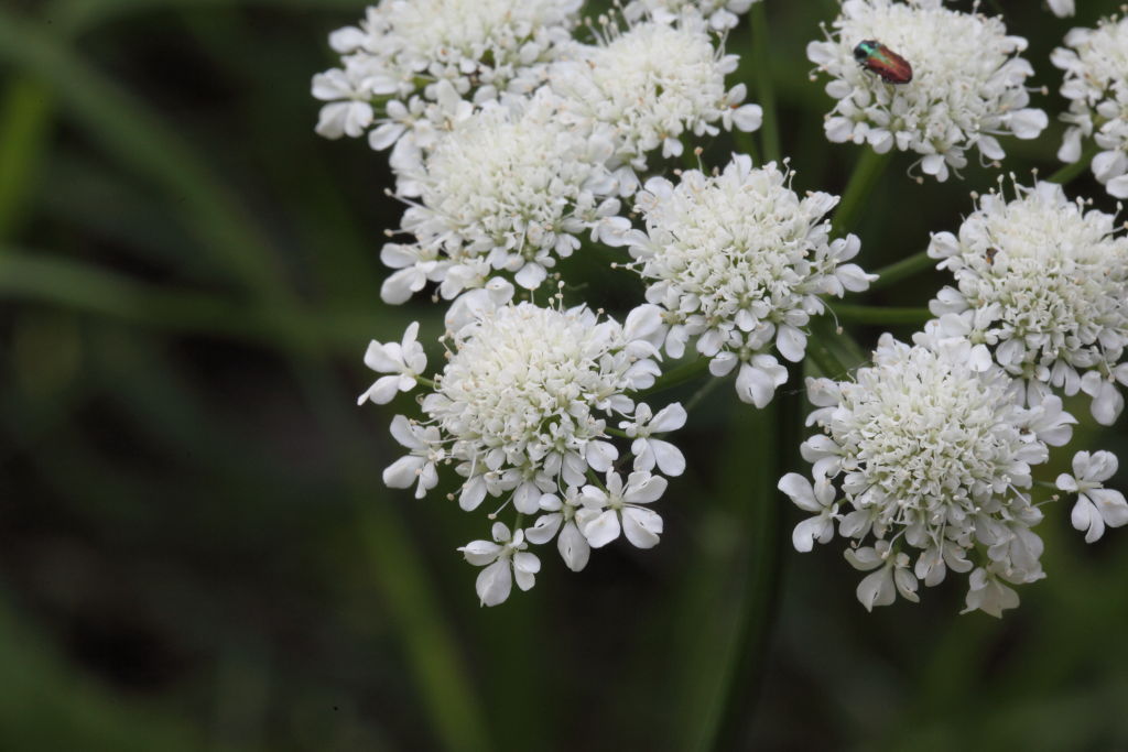 Oenanthe silaifolia / Finocchio acquatico a foglie strette