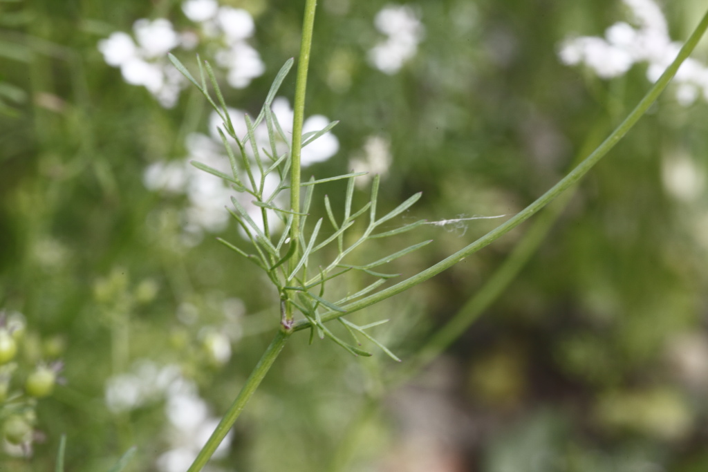 Coriandrum sativum / Coriandolo comune