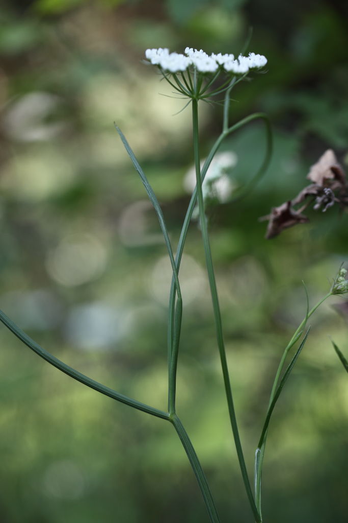 Oenanthe silaifolia / Finocchio acquatico a foglie strette