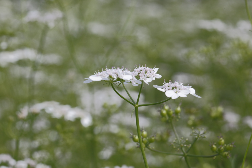 Coriandrum sativum / Coriandolo comune
