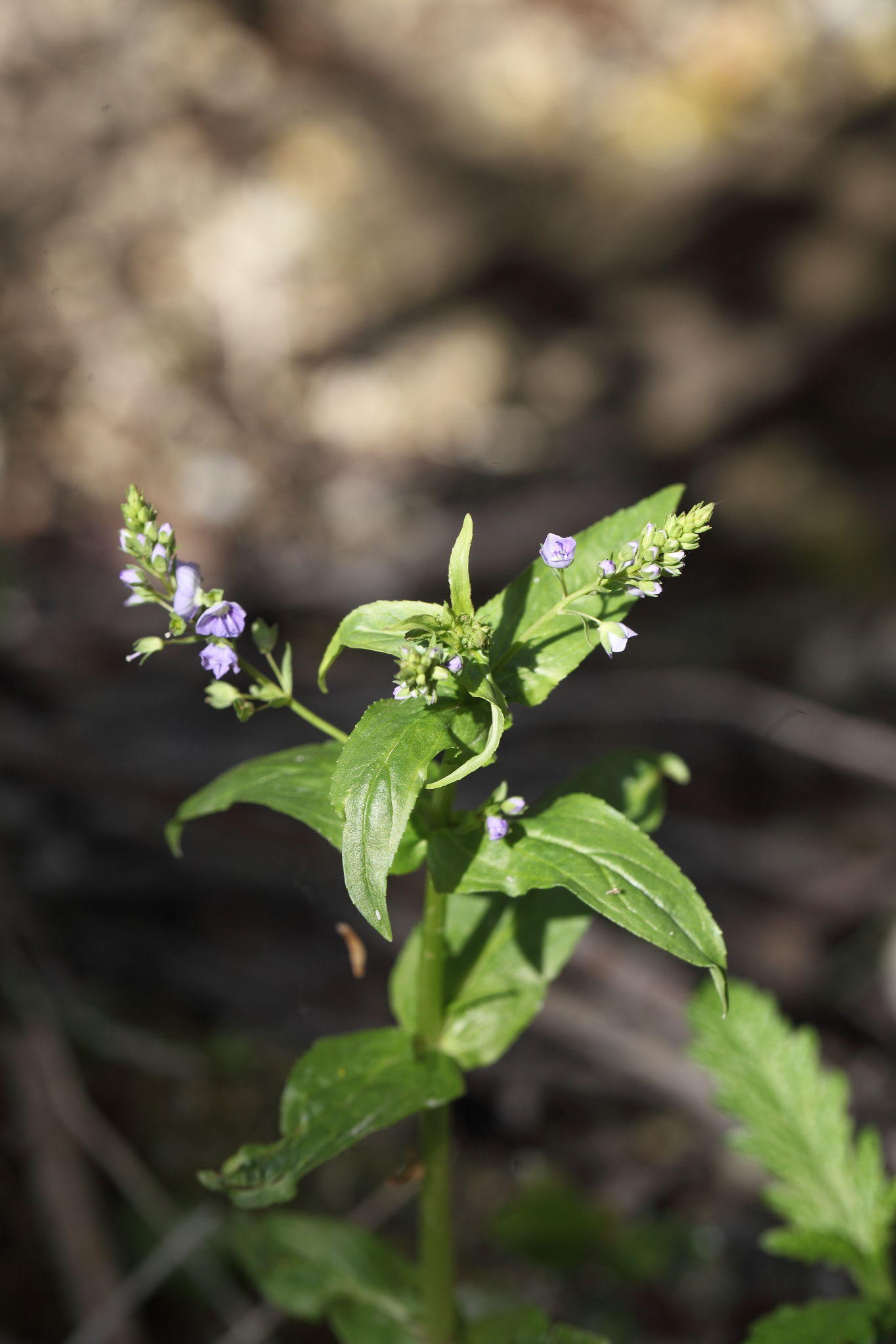 Veronica anagallis-aquatica L.