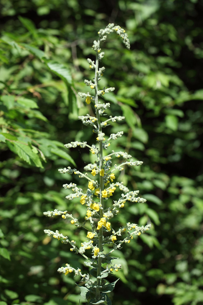 Verbascum cfr. pulverulentum