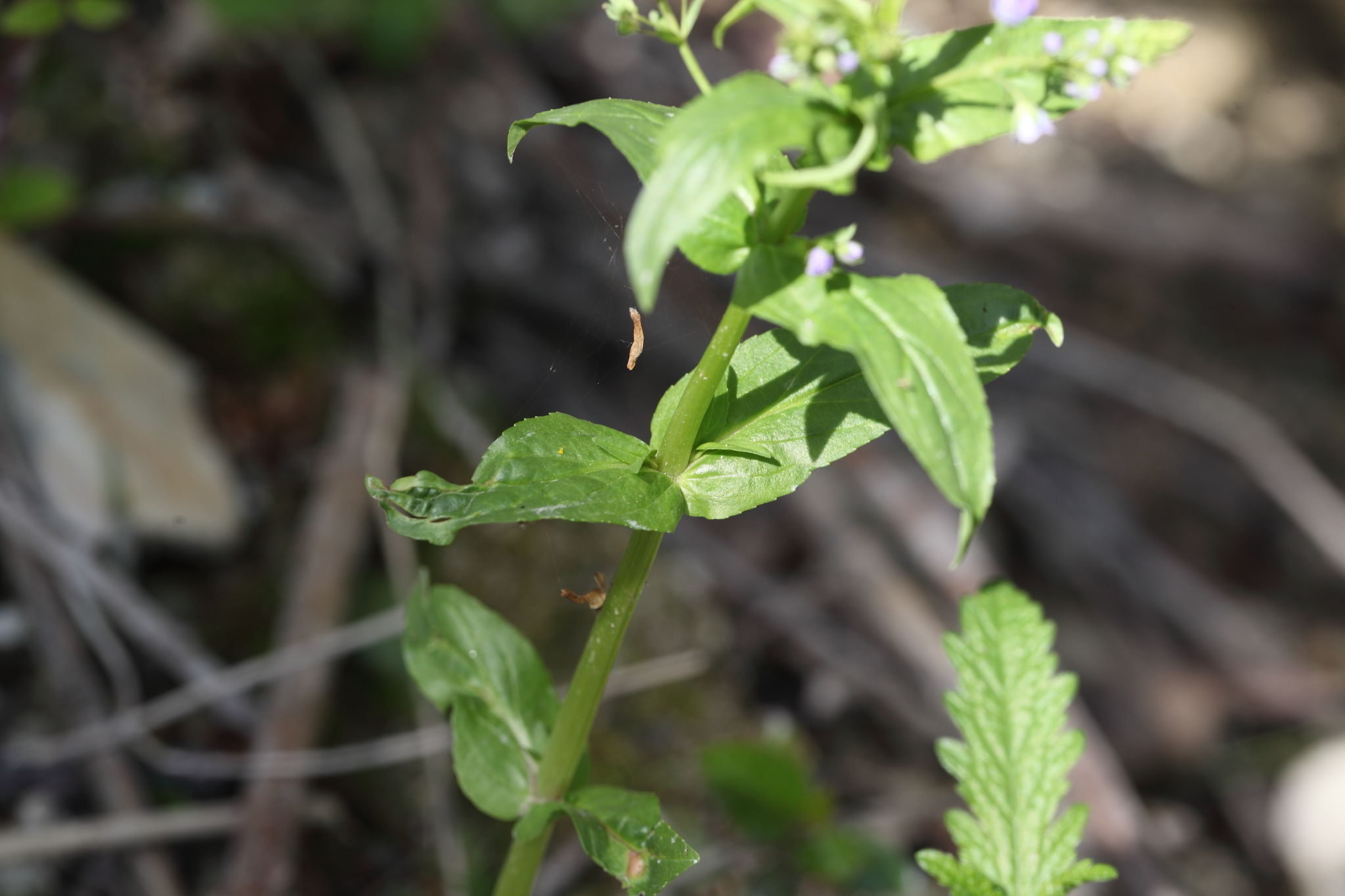 Veronica anagallis-aquatica L.